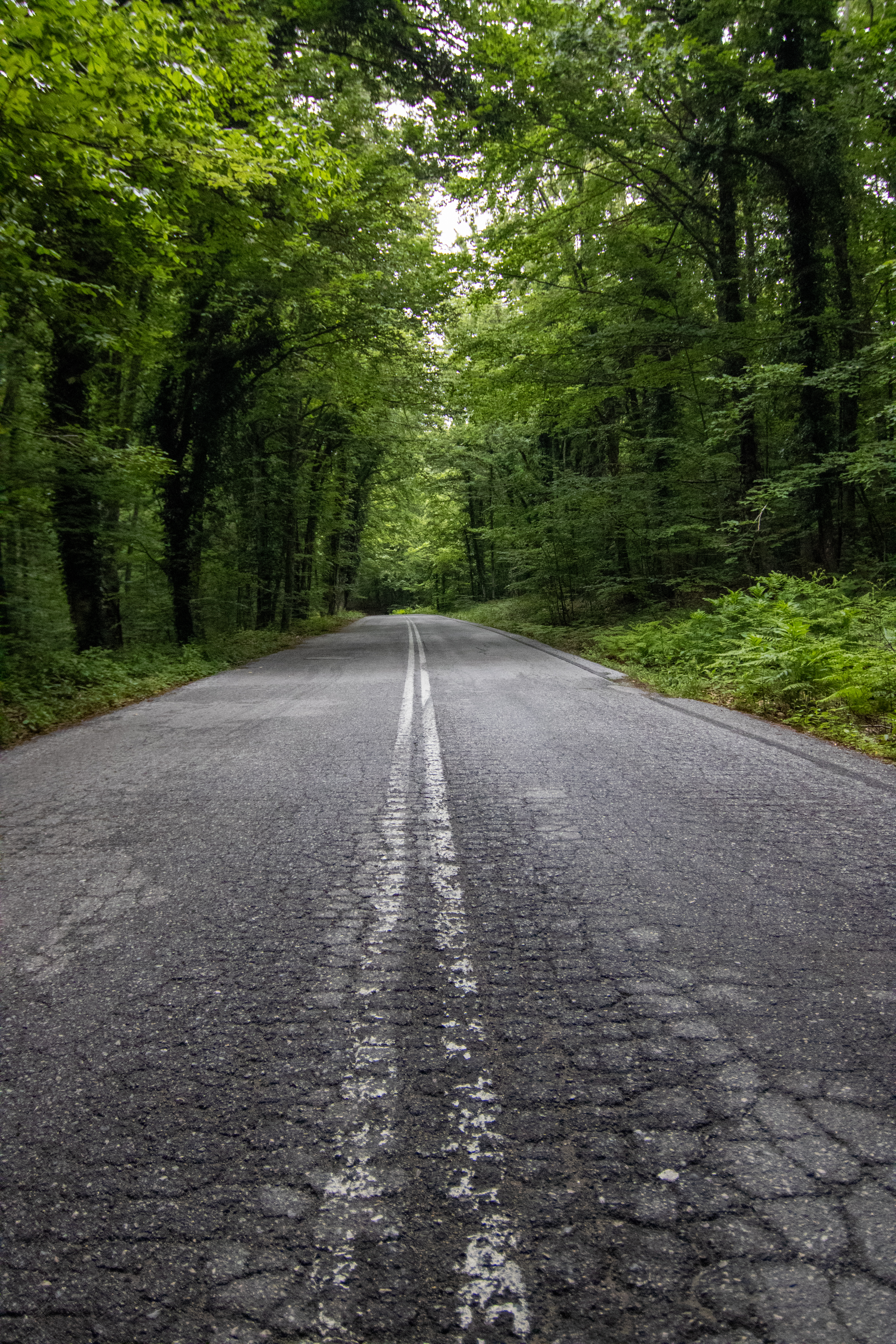 Forest Road