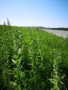 Established reclaimed area on the west dike of the Sigma tailings facility
