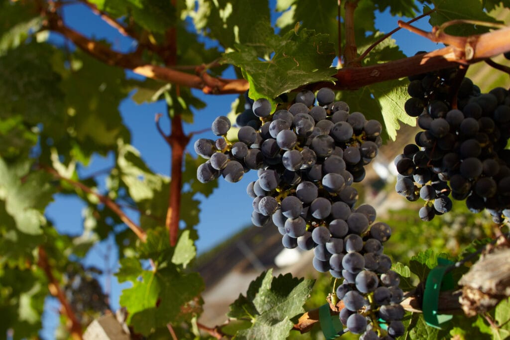 Grapes