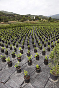 The Olympias nursery, Greece