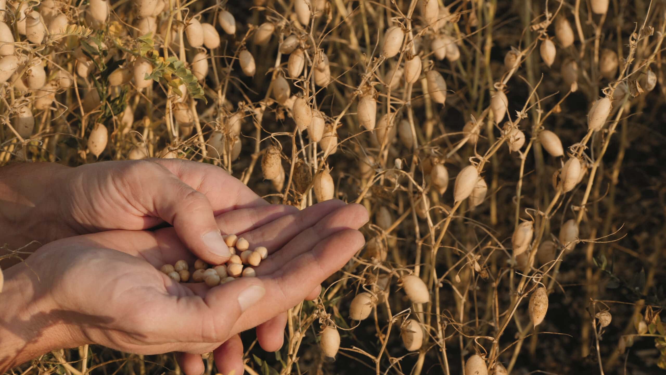 Behold the Mighty Chickpea – Supporting Local Agriculture at Kışladağ