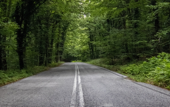 Road with trees