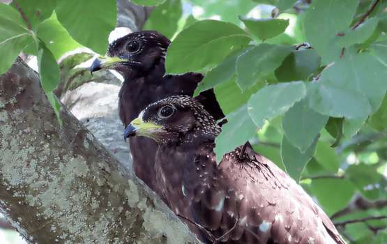 Protecting "SFIKIARIS" At Skouries