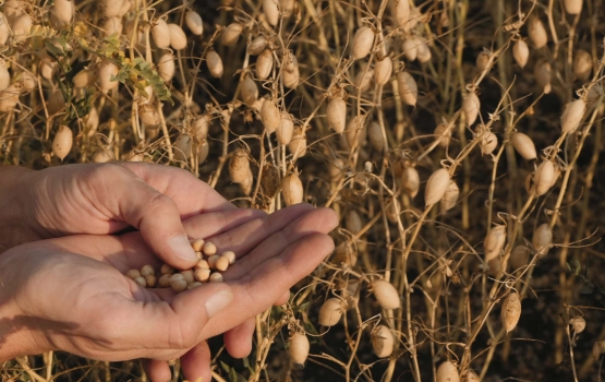 Behold the Mighty Chickpea – Supporting Local Agriculture at Kışladağ