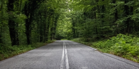 Road with trees